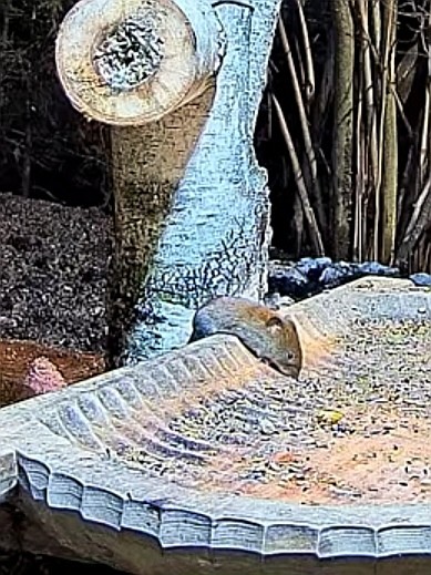 livebirdspoland_1a2c53b0761597fcf9dabd514d1e7f41.jpg