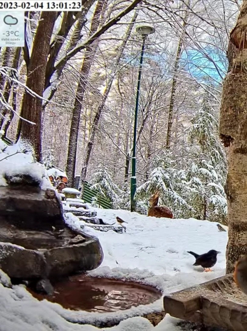 livebirdspoland_6c0528200d15bd63010e1c0a170ed724.jpg
