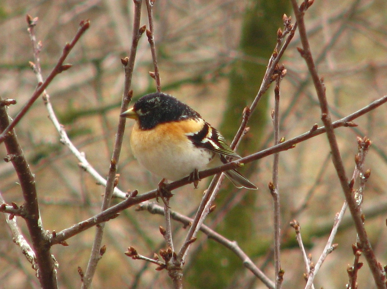 livebirdspoland_34063c3c409f0e6ed380925357eb19e3.jpg