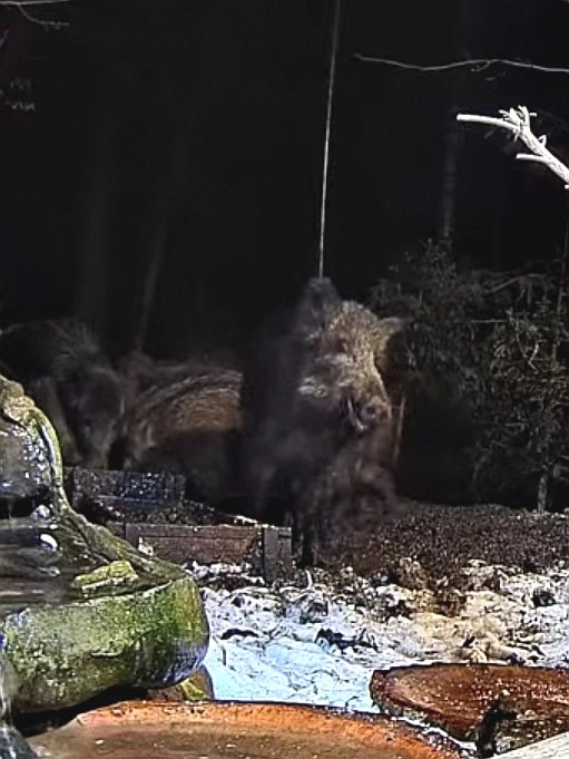 livebirdspoland_75e5c1148544f5825fe4efc6ac585584.jpg