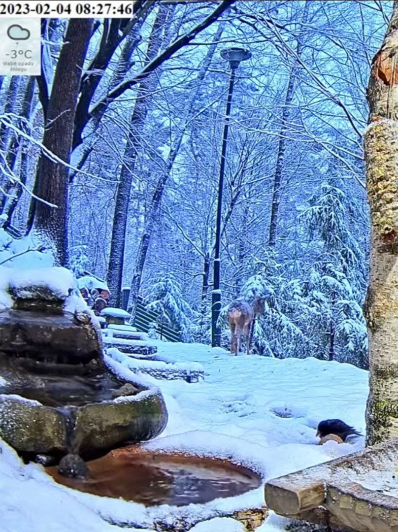 livebirdspoland_feb144c10e29118e0b6a75a595b8e6d6.jpg