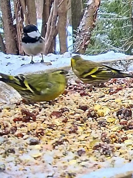 livebirdspoland_0379781d9b29d41372902e4e7308ee46.jpg