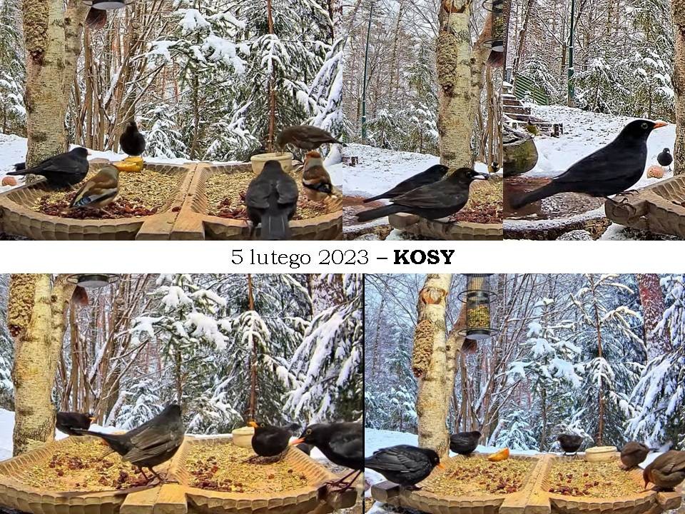 livebirdspoland_2436bb5652a4cc1df7f2e9b3583d868b.jpg