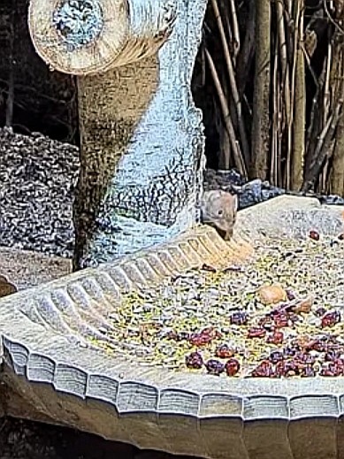livebirdspoland_f40ca1c61fb73e3bcad440f4d1cf2d57.jpg