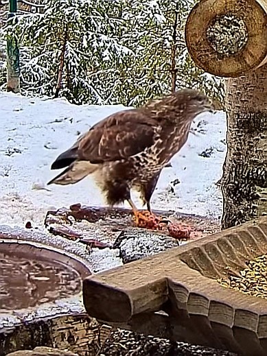 livebirdspoland_ffd6ed124ce50dc3438ed94fa577204b.jpg