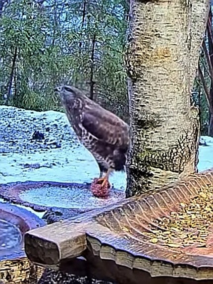 livebirdspoland_6cb48b7ef0a7a9667eea6a23785d4a91.jpg