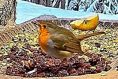 livebirdspoland_c6c37b0844c12da529b1da37fee8263a.jpg
