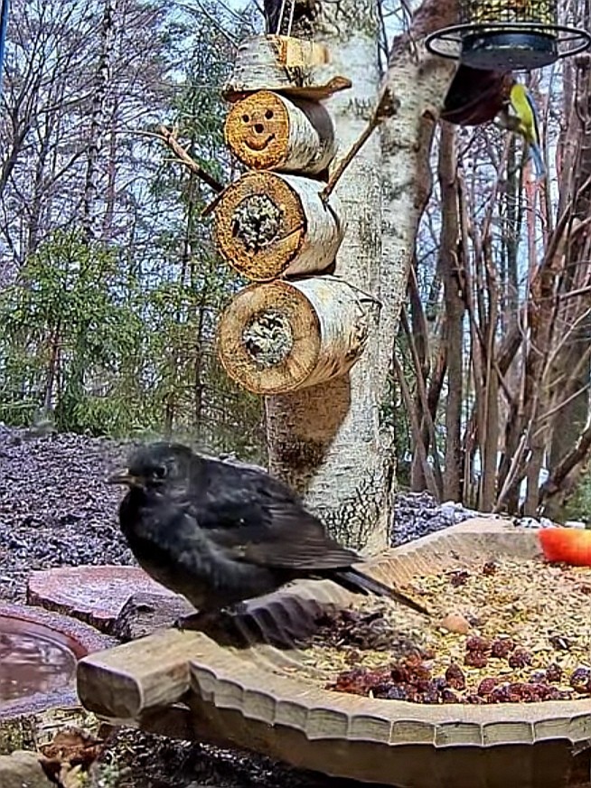 livebirdspoland_6664e35152e77761f8c74c887363babc.jpg