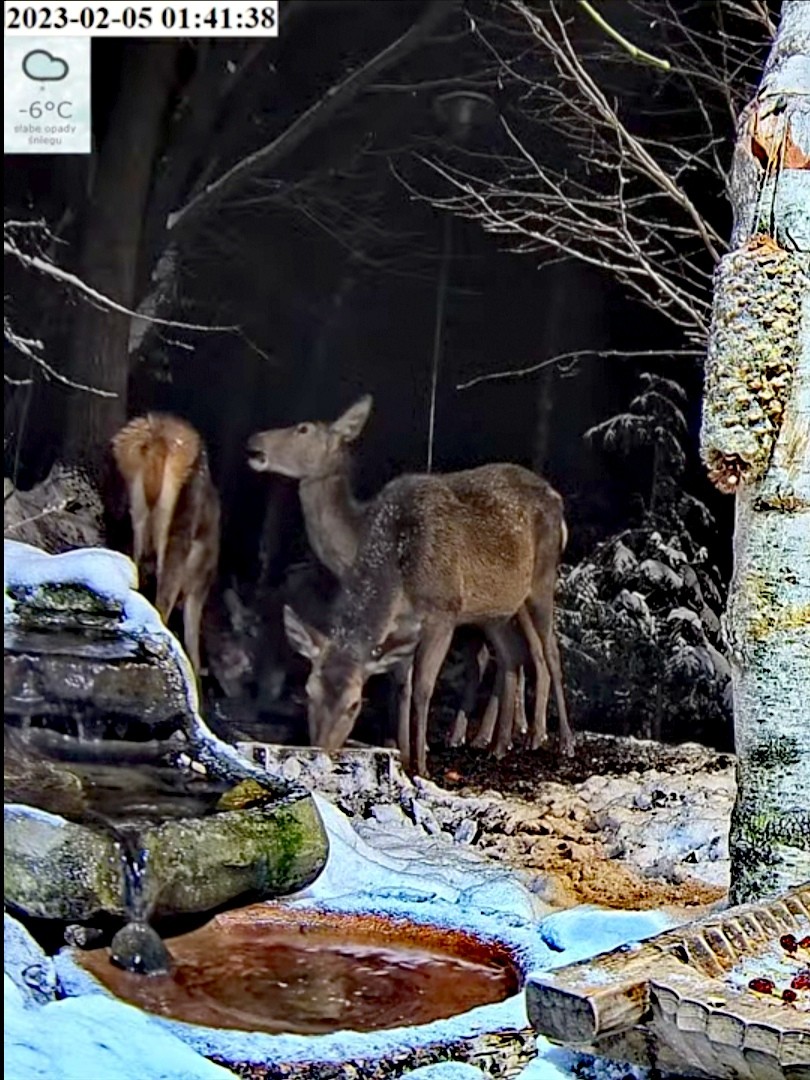 livebirdspoland_45379fb9587a742356f131522a47b561.jpg