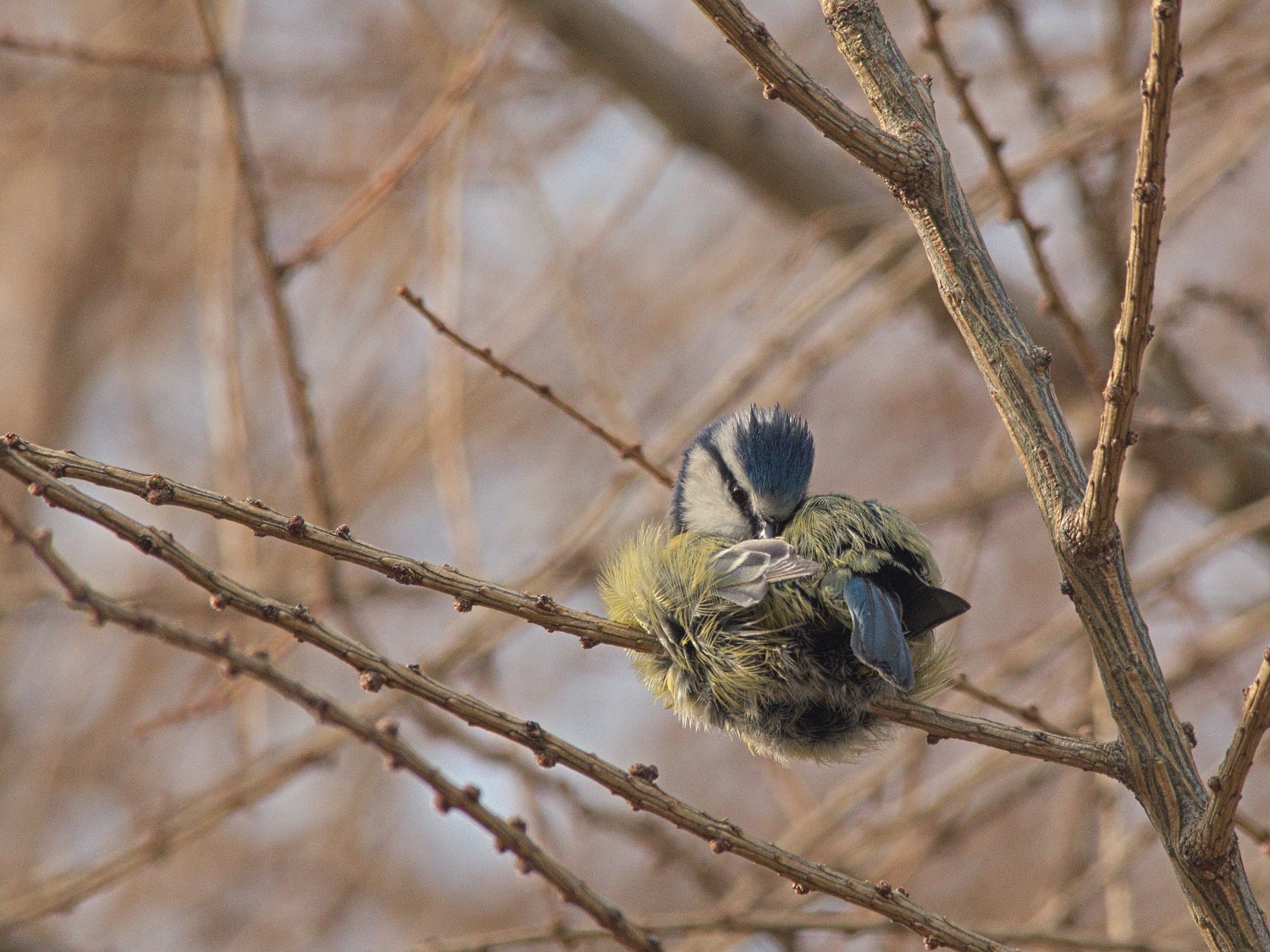 livebirdspoland_3a55d01c49a7634def911206e9bda02b.jpg