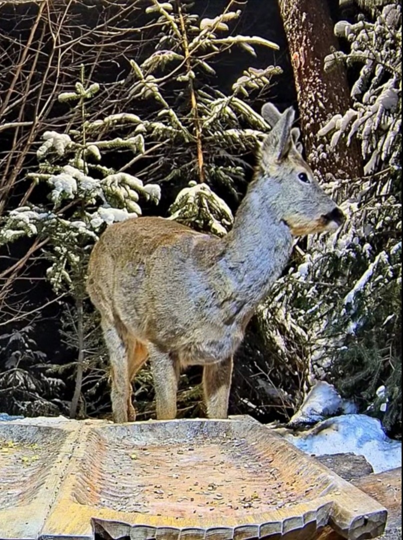 livebirdspoland_e96563c042f4352b4c7504b73406cf00.jpg