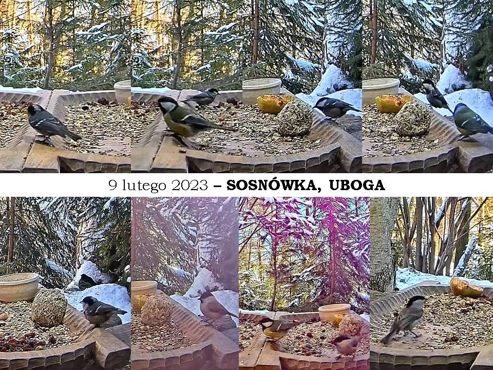 livebirdspoland_855d1052a03e8e59ccab6dc9ddf77673.jpg