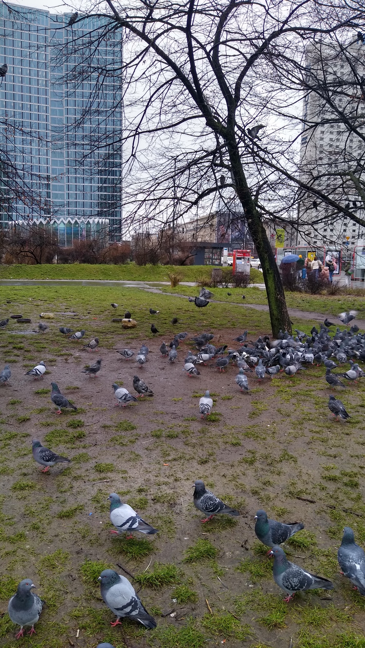 livebirdspoland_1cbc6d7245919f1304670c8d84d5e209.jpg