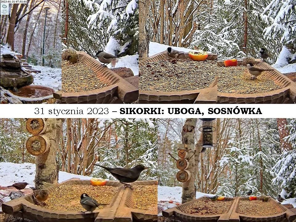 livebirdspoland_96a69c91b866af191b837c8e0c8391d4.jpg