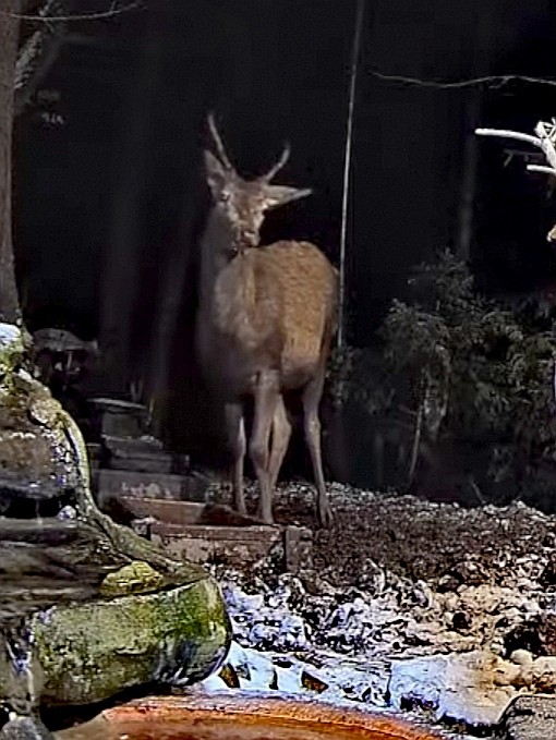 livebirdspoland_83bcb1f3dc30f12238174598b7253026.jpg