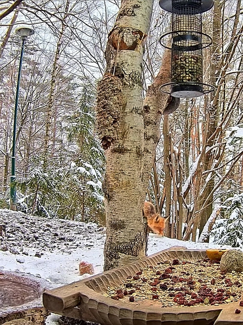 livebirdspoland_0f9ead779eb19c2bcf2554ef326b8019.jpg