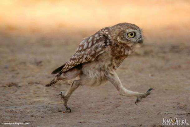 livebirdspoland_b82fbd2f8a51de5a93f8266bf16e657d.jpg