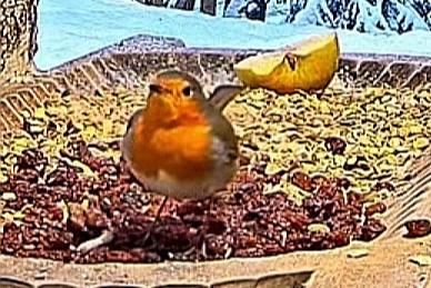 livebirdspoland_9dfa874ff51dabdc0333ab8ac573d4bb.jpg