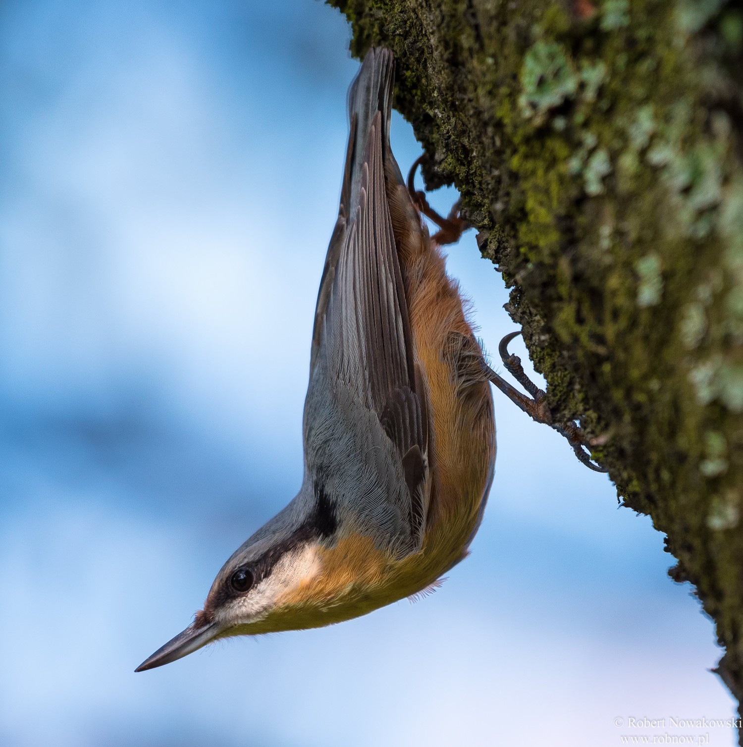 livebirdspoland_81474a63e3daeb85113e4d61ca2d8194.jpg