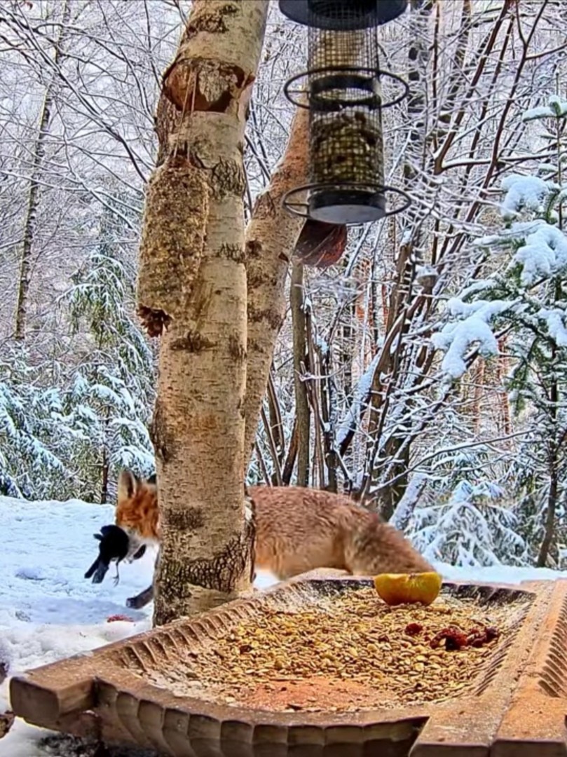 livebirdspoland_7ac725f74fe4f956f5db53ec14bc035f.jpg