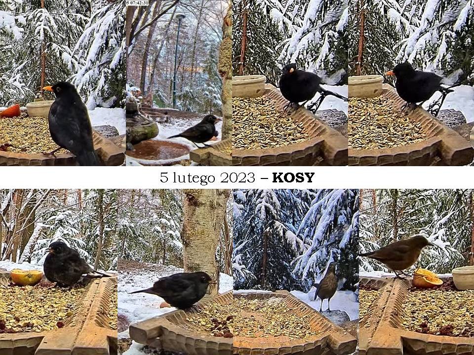livebirdspoland_17c70755e7924df545e792535bd2fd95.jpg
