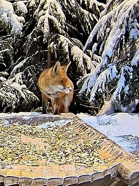 livebirdspoland_2aa1863a8b7f554fe6374c06b5affaac.jpg