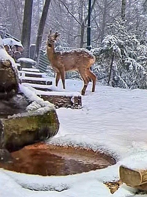 livebirdspoland_dedd6e28945f59c5ee0fd6f740991a75.jpg