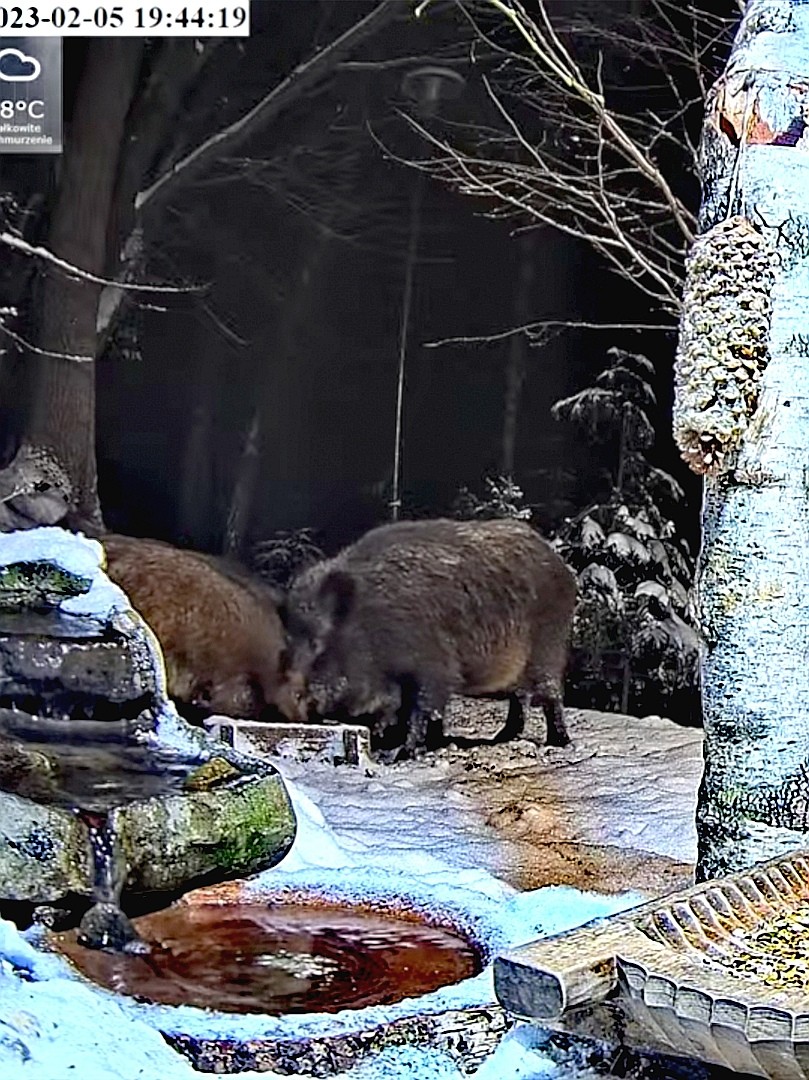 livebirdspoland_364ef9f90b9bf89775d3d82a738428f8.jpg