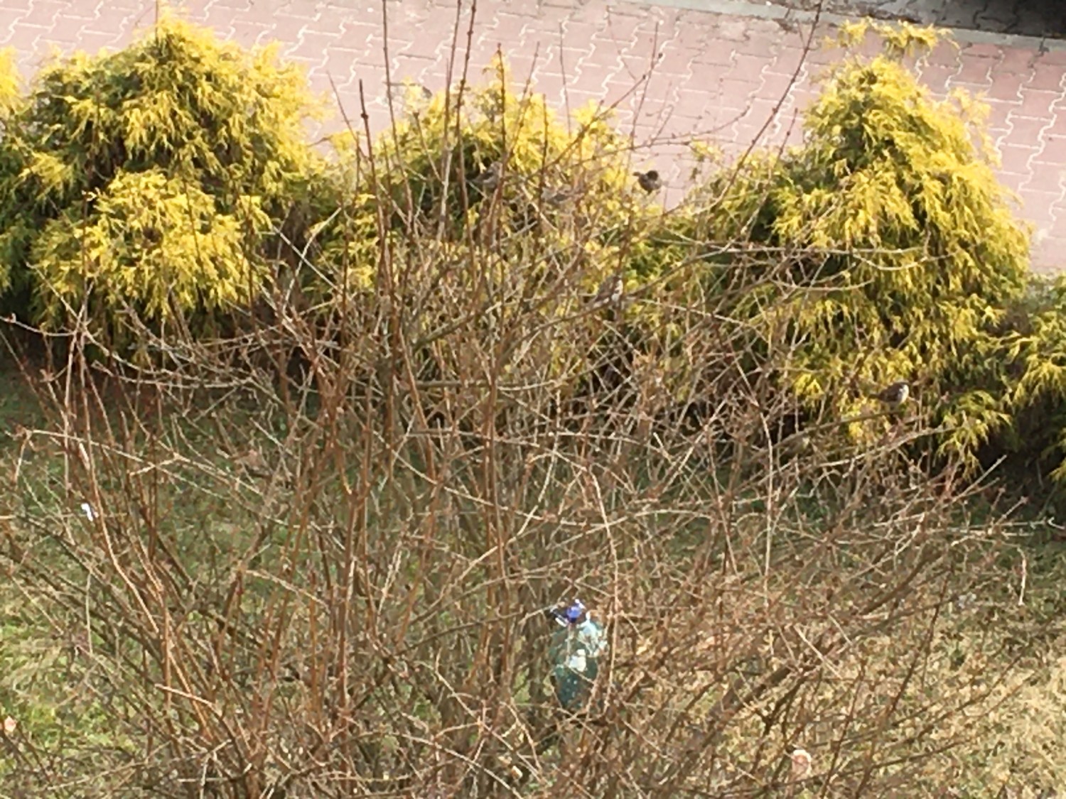 livebirdspoland_b62a446b358a52134a06f98b703d67ae.jpg
