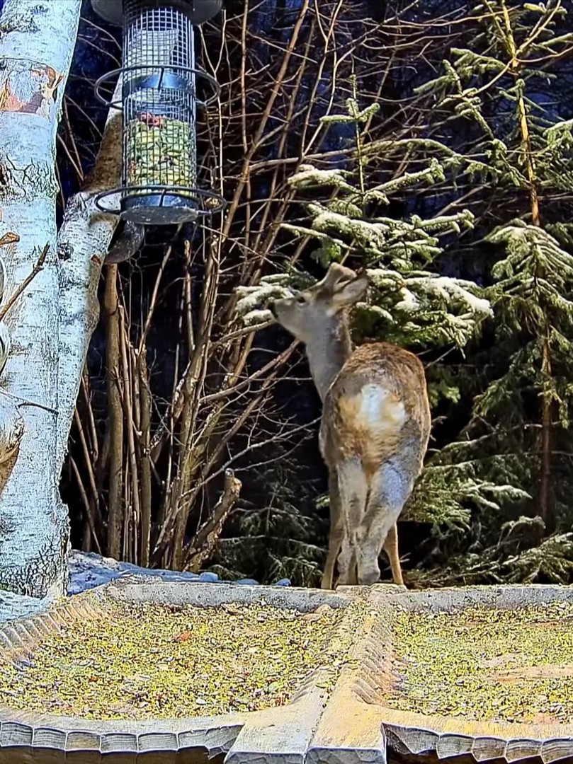 livebirdspoland_c125d38f063d99ad3e8a688a3878c848.jpg