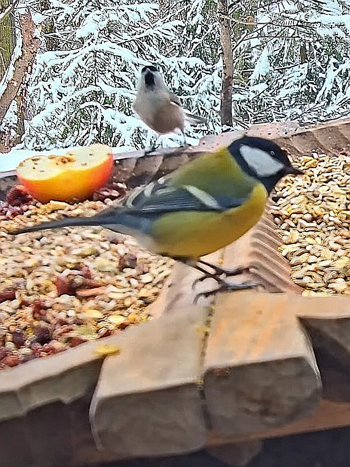livebirdspoland_52b17469c269e9af6ced48c2777db618.jpg