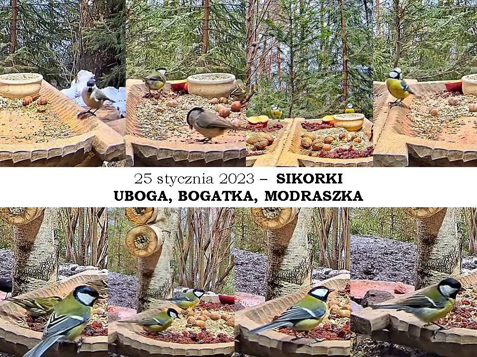 livebirdspoland_bc539e78aee1a4500904e72dd7b048b0.jpg