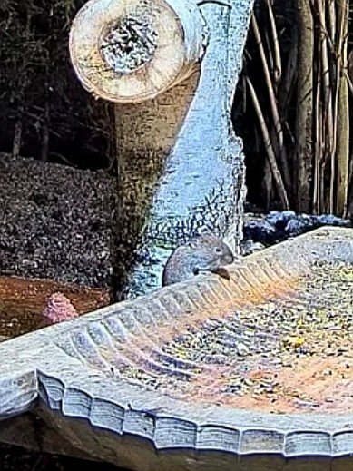 livebirdspoland_558c42ab72f19d9d6d8d8b7d85781b3e.jpg
