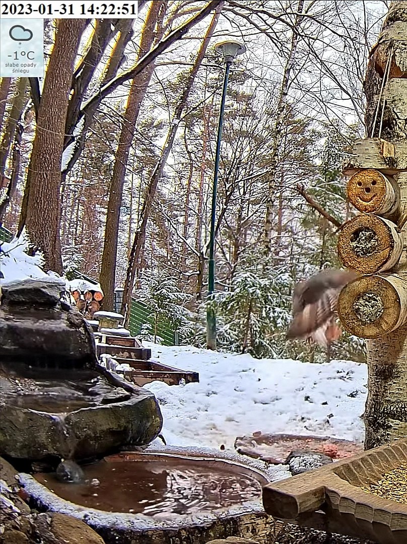 livebirdspoland_3f6b2e1cbc893f36bdd134d1d61d37b0.jpg