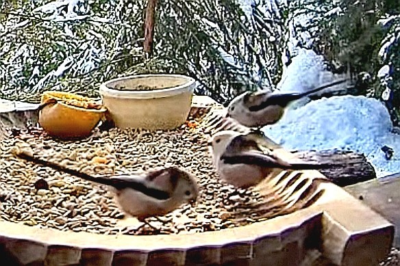 livebirdspoland_0004a0bab472cdbe50e9da773af6d355.jpg