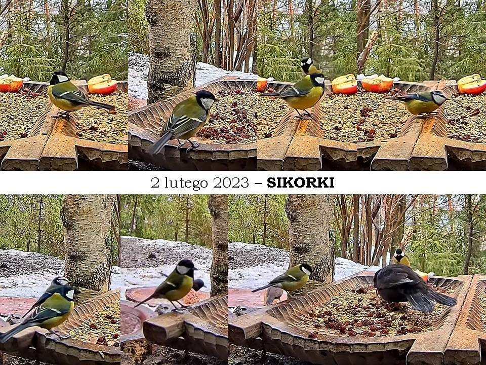 livebirdspoland_db684d24ccfe610db20a08febe03aaed.jpg