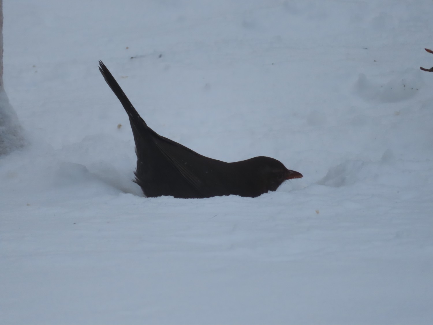 livebirdspoland_7548a15f97fbfb666c4ccbe6e22118be.jpg