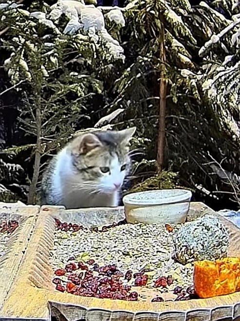 livebirdspoland_86cfa745d81e59f1d0766aa1836327ad.jpg