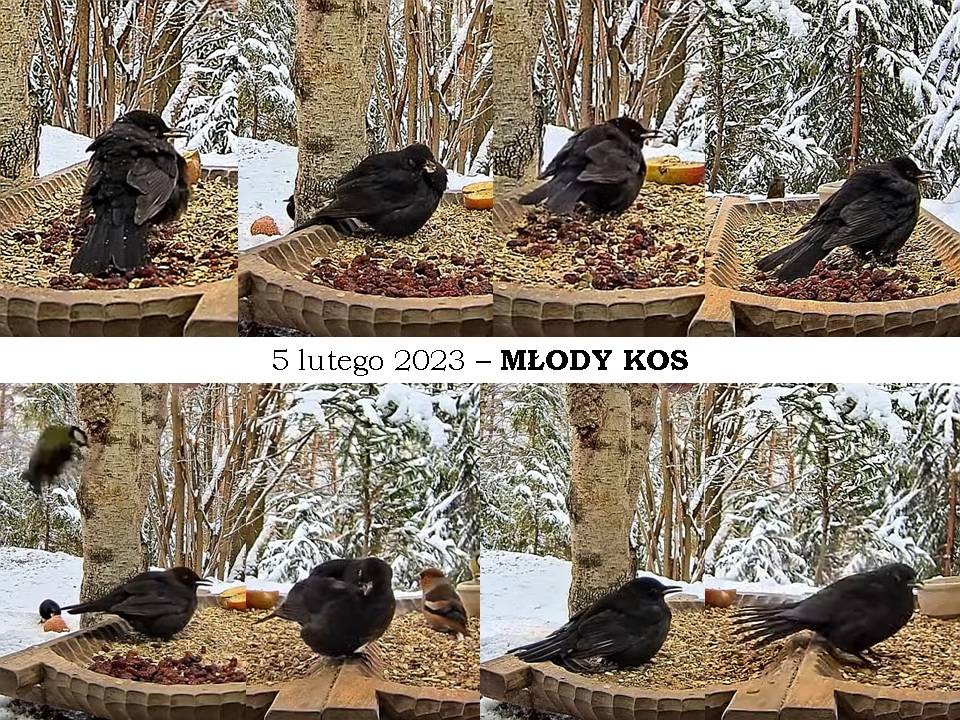 livebirdspoland_86983b6e99fb4a1bd06200645fecdb0f.jpg