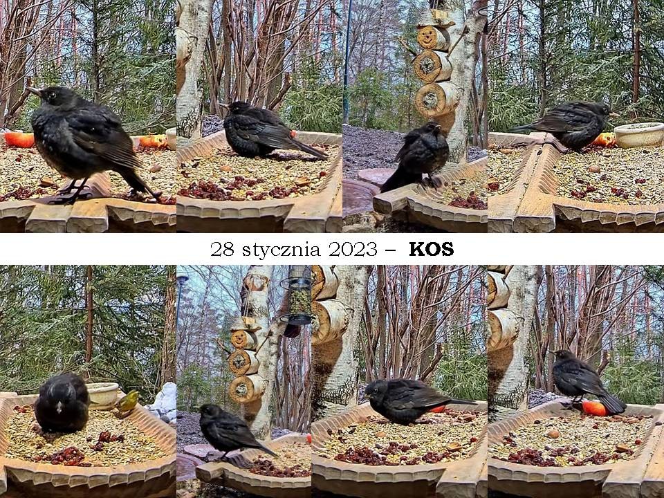 livebirdspoland_c18874c887c0473a11ab2702b7392ca4.jpg
