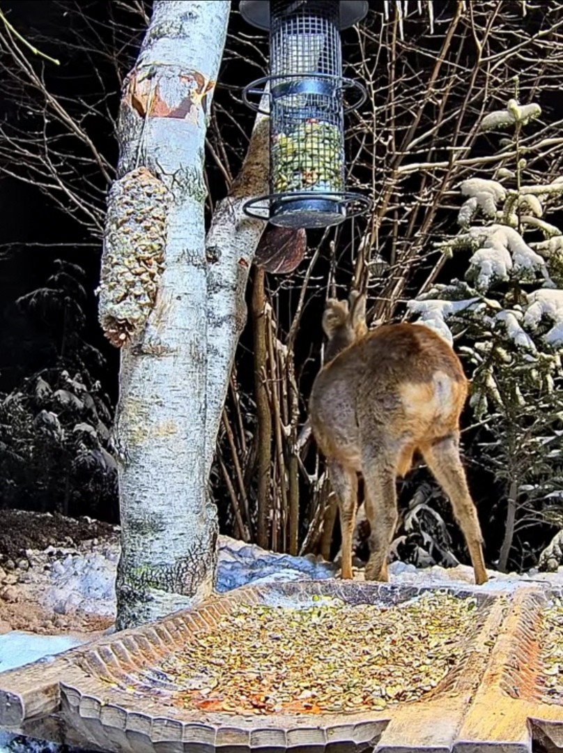 livebirdspoland_c6440773173882e71909a0d9f1aae7f2.jpg