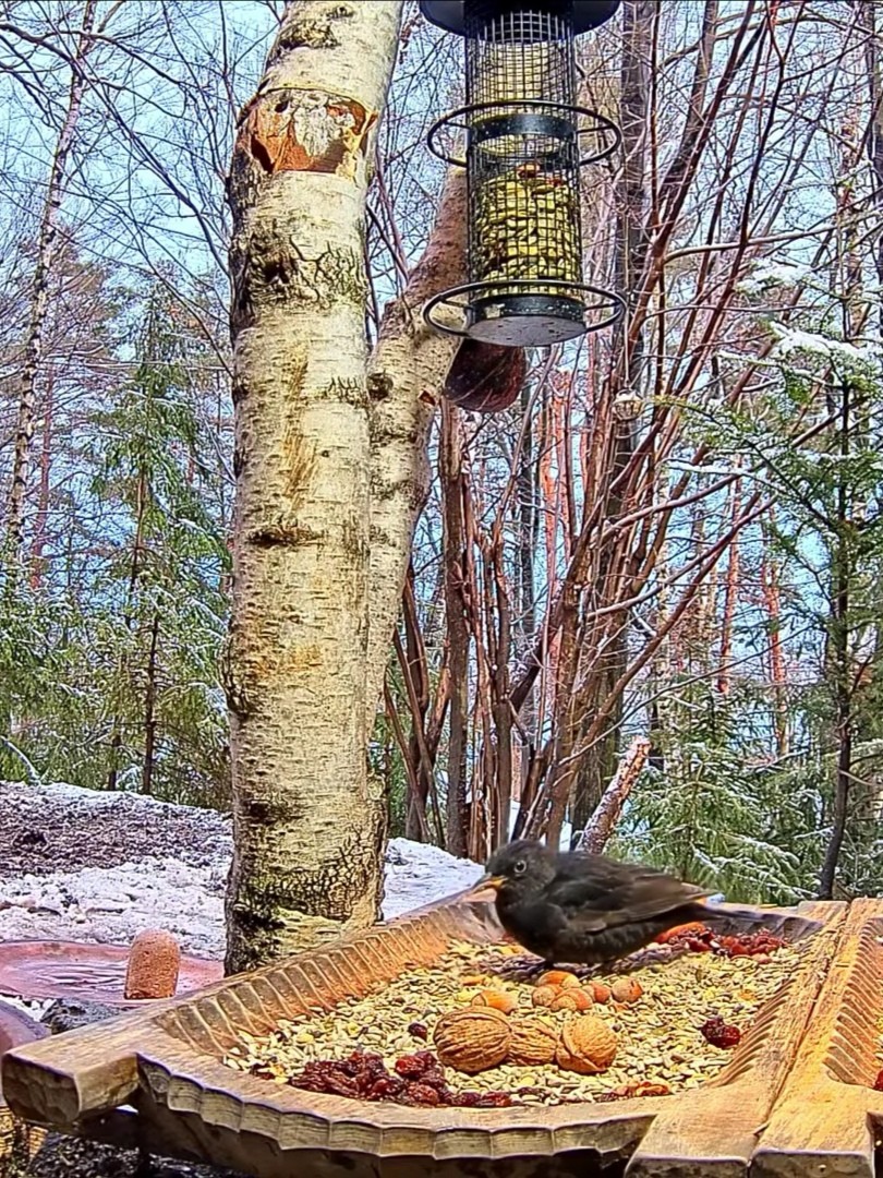 livebirdspoland_9f2226e87720ecb9c431fdbc024f24d4.jpg