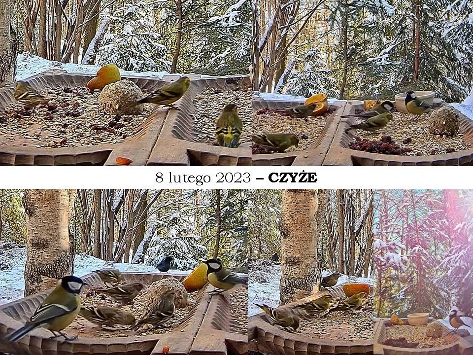 livebirdspoland_da245136f9b7f8fc7b87dfaf1af7e764.jpg