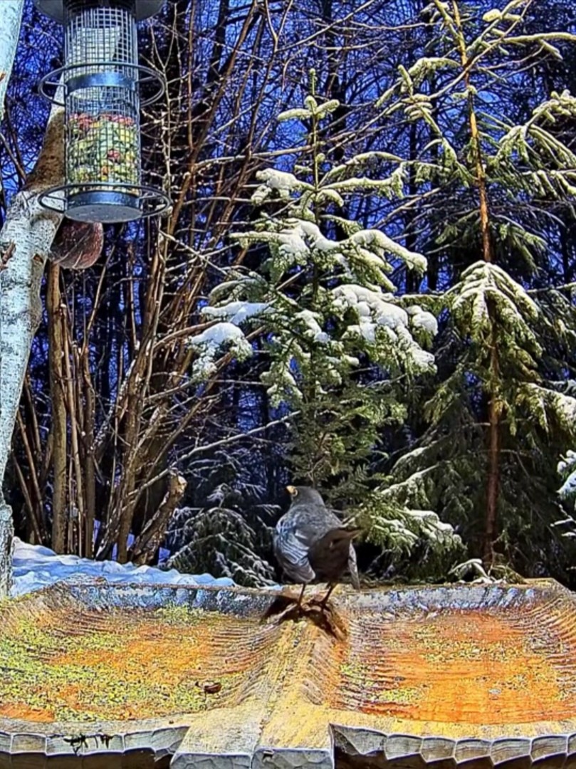 livebirdspoland_a5aabb788af1b183938c481e175a6a1a.jpg