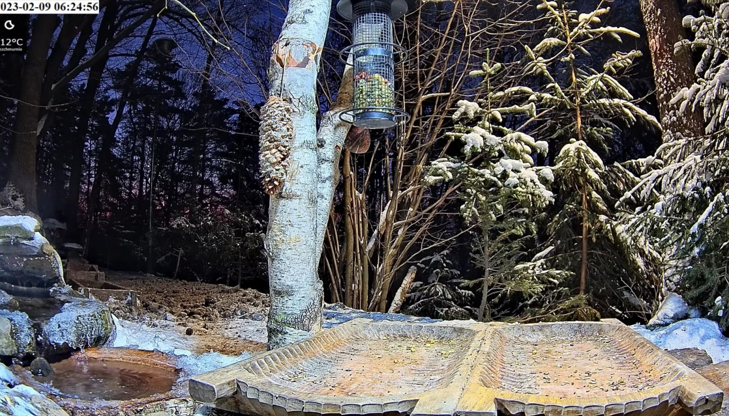livebirdspoland_4bf5c12b436721a4c7a067c8895e4858.jpg