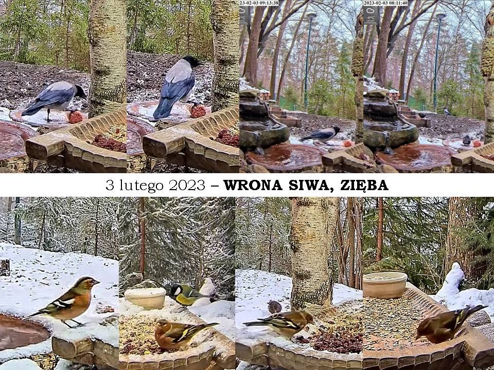 livebirdspoland_5685553781d71b4ccf655887698bd65b.jpg