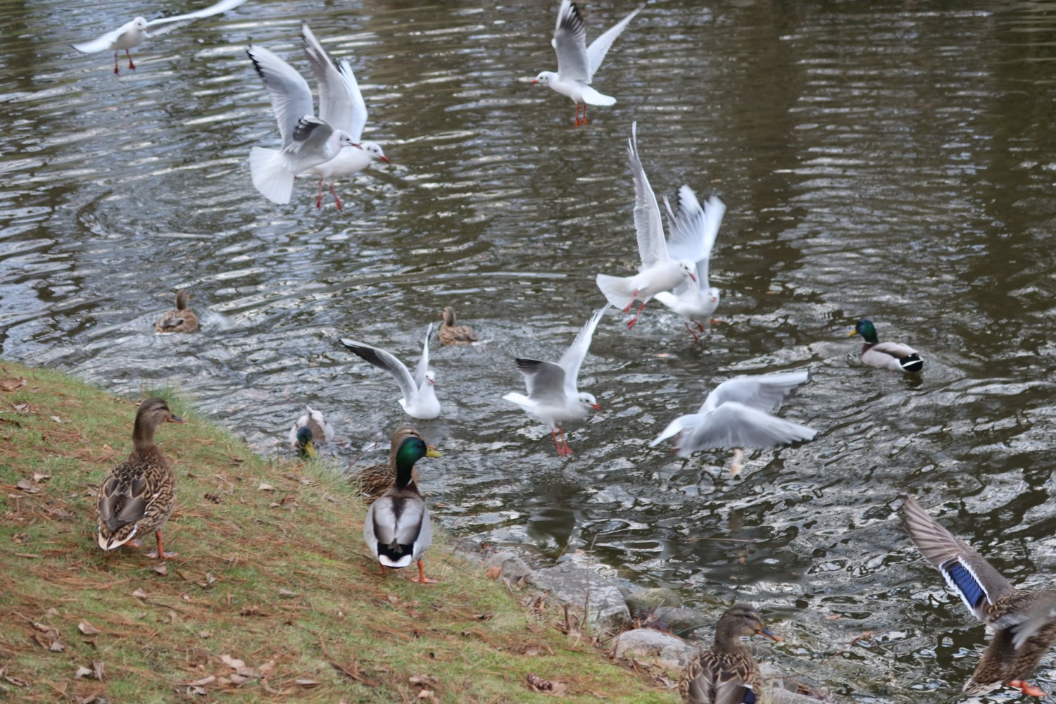 livebirdspoland_f844a749ce2263465d8e4d1452cb0c73.jpg