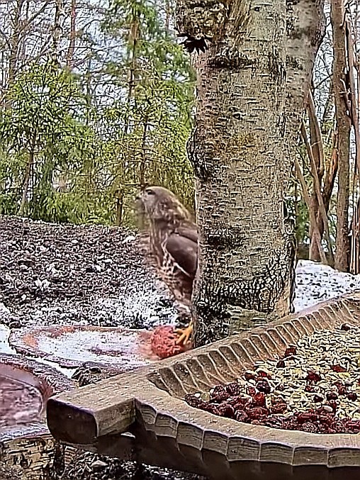 livebirdspoland_cb0d21ae472cf9c407b42dc11f87cf75.jpg