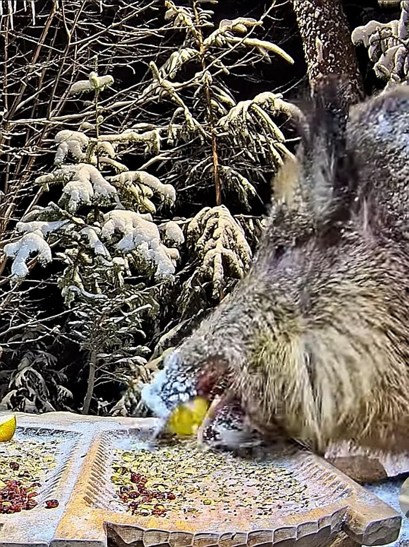 livebirdspoland_dcaa2d58ef885d5e4d861a082866d63a.jpg