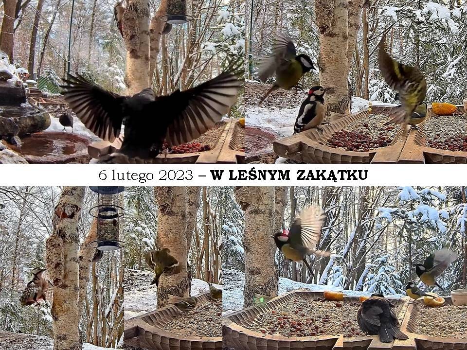 livebirdspoland_8145deeb8d0ab7a865fa55582b237eba.jpg
